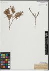 Foto von Salix repens subsp. rosmarinifolia (L.) Andersson